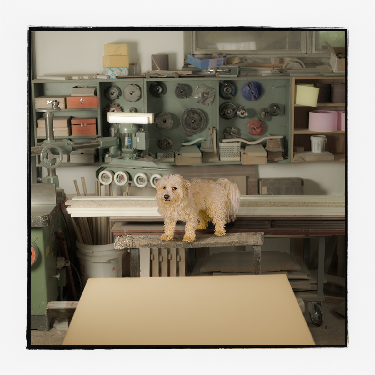 Portrait Wachhund Amor in der Tischlerwerkstatt Strohmeier